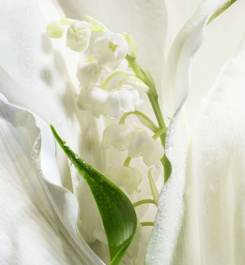 Christian Dior Lucky