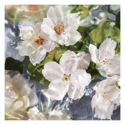 GUERLAIN Aqua Allegoria Flora Cherrysia