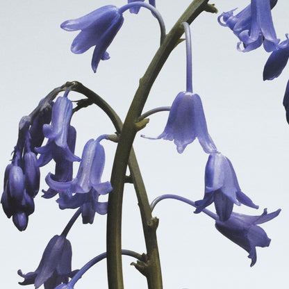 Jo Malone Wild Bluebell Cologne