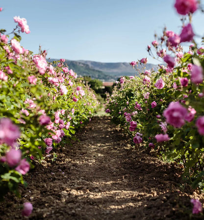 Miss Dior Rose N'Roses