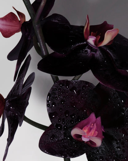 Tom Ford Black Orchid