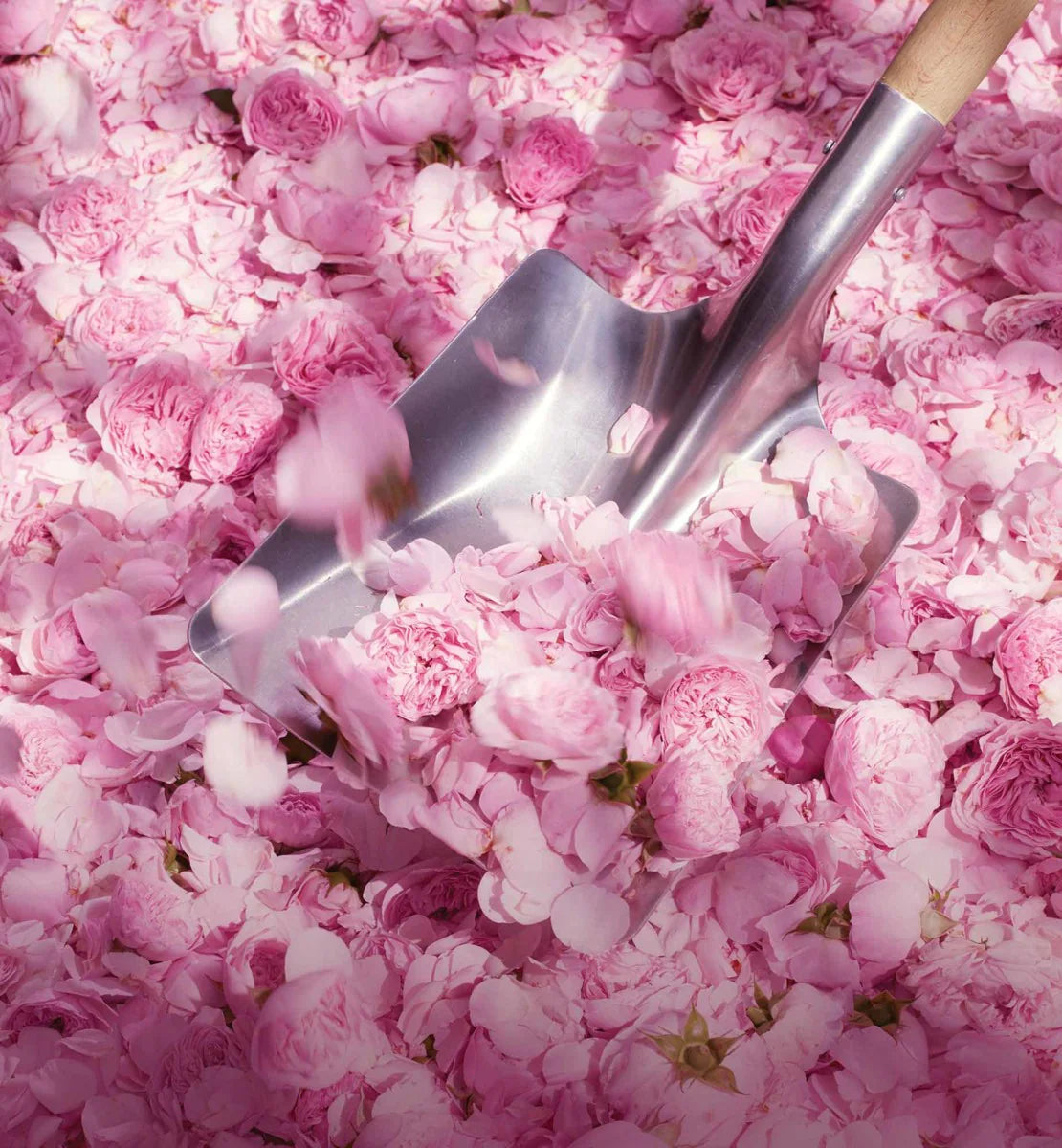 Miss Dior Rose N'Roses