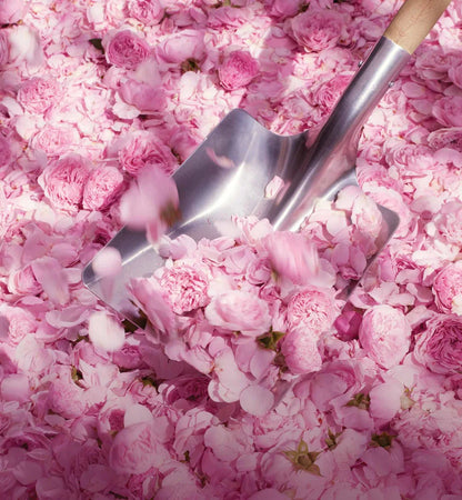 Miss Dior Rose N'Roses