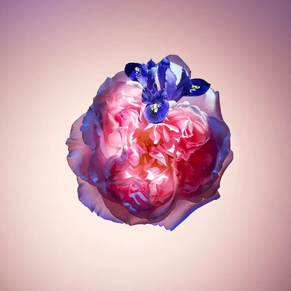 Louis Vuitton Rose des Vents