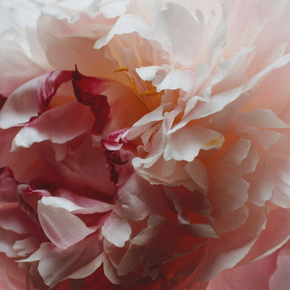Jo Malone Peony & Blush Suede Cologne